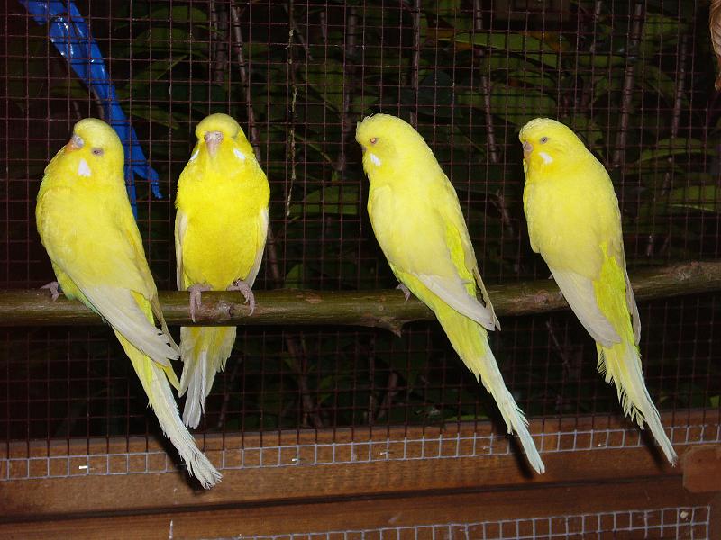 Ortsschau Langenberg 2008 264.jpg - Wellensittiche von Eberhard Wenzel al 95 E